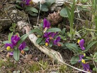 Polygala chamaebuxus 21, Saxifraga-Willem van Kruijsbergen