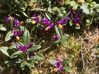 Polygala chamaebuxus 22, Saxifraga-Willem van Kruijsbergen