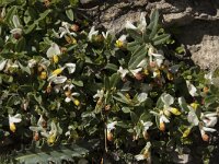 Polygala chamaebuxus 26, Saxifraga-Willem van Kruijsbergen