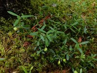 Polygala chamaebuxus 28, Saxifraga-Ed Stikvoort