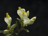 Polygala chamaebuxus 5, Saxifraga-Marijke Verhagen