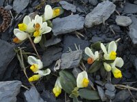 Polygala chamaebuxus 6, Saxifraga-Marijke Verhagen