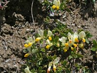 Polygala chamaebuxus 9, Saxifraga-Jeroen Willemsen