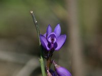 Polygala microphylla 1, Saxifraga-Dirk Hilbers
