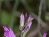 Polygala vulgaris 4, Gewone vleugeltjesbloem, Saxifraga-Rutger Barendse