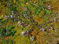 Polygala vulgaris 9, Gewone vleugeltjesbloem, Saxifraga-Ed Stikvoort