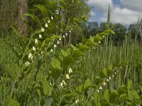 Polygonatum multiflorum 10, Gewone Salomonszegel, Saxifraga-Marijke Verhagen
