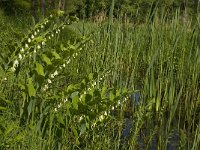 Polygonatum multiflorum 13, Gewone salomonszegel, Saxifraga-Marijke Verhagen