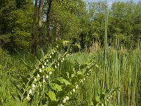 Polygonatum multiflorum 14, Gewone salomonszegel, Saxifraga-Marijke Verhagen