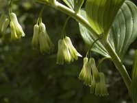 Polygonatum multiflorum 2, Gewone salomonszegel, Saxifraga-Jan van der Straaten