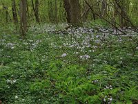 Polygonatum multiflorum 21, Gewone salomonszegel, Saxifraga-Hans Boll