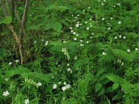 Polygonatum multiflorum 29, Gewone salomonszegel, Saxifraga-Hans Boll