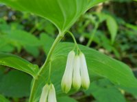 Polygonatum multiflorum 37, Gewone salomonszegel, Saxifraga-Rutger Barendse