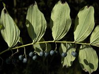 Polygonatum multiflorum 9, Gewone salomonszegel, Saxifraga-Jan van der Straaten