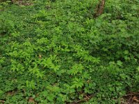 Polygonatum multiflorum 22, Gewone salomonszegel, Saxifraga-Hans Boll