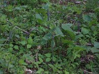 Polygonatum multiflorum 24, Gewone salomonszegel, Saxifraga-Hans Boll