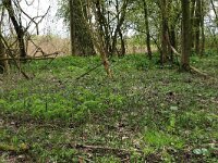 Polygonatum multiflorum 25, Gewone salomonszegel, Saxifraga-Hans Boll
