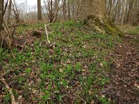 Polygonatum multiflorum 31, Gewone salomonszegel, Saxifraga-Hans Boll