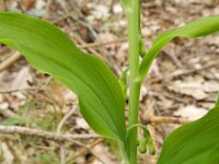 Polygonatum multiflorum 35, Gewone salomonszegel, Saxifraga-Rutger Barendse