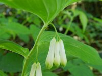 Polygonatum multiflorum 37, Gewone salomonszegel, Saxifraga-Rutger Barendse