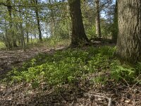 Polygonatum multiflorum 46, Gewone salomonszegel, Saxifraga-Willem van Kruijsbergen
