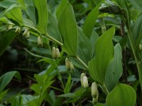 Polygonatum multiflorum 5, Gewone salomonszegel, Saxifraga-Willem van Kruijsbergen