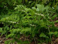 Polygonatum multiflorum 55, Gewone salomonszegel, Saxifraga-Ed Stikvoort