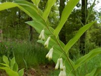 Polygonatum multiflorum 57, Gewone salomonszegel, Saxifraga-Ed Stikvoort
