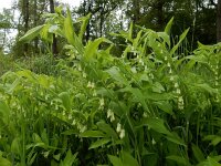 Polygonatum multiflorum 60, Gewone salomonszegel, Saxifraga-Ed Stikvoort