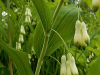 Polygonatum multiflorum 65, Gewone salomonszegel, Saxifraga-Ed Stikvoort