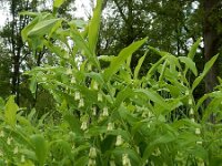 Polygonatum multiflorum 66, Gewone salomonszegel, Saxifraga-Ed Stikvoort