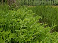 Polygonatum multiflorum 67, Gewone salomonszegel, Saxifraga-Ed Stikvoort