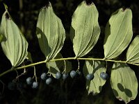 Polygonatum multiflorum 9, Gewone salomonszegel, Saxifraga-Jan van der Straaten