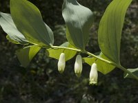 Polygonatum odoratum, Angular Solomon's Seal