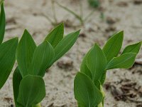 Polygonatum odoratum 2, Welriekende salomonszegel, Saxifraga-Willem van Kruijsbergen