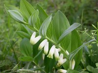 Polygonatum odoratum 4, Welriekende salomonszegel, Saxifraga-Peter Meininger