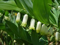 Polygonatum odoratum 8, Welriekende salomonszegel, Jeroen Willemsen