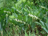 Polygonatum odoratum 9, Welriekende salomonszegel, Saxifraga-Jeroen Willemsen