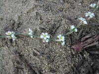 Polygonum arenarium 1, Saxifraga-Jasenka Topic