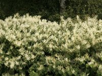 Polygonum cuspidatum 1, Japanse duizendknoop, Saxifraga-Jan van der Straaten