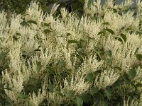 Polygonum cuspidatum 2, Japanse duizendknoop, Saxifraga-Jan van der Straaten