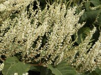 Polygonum cuspidatum 3, Japanse duizendknoop, Saxifraga-Jan van der Straaten