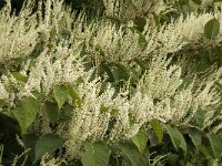 Polygonum cuspidatum 4, Japanse duizendknoop, Saxifraga-Jan van der Straaten