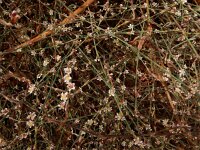 Polygonum equisetiforme 2, Saxifraga-Ed Stikvoort