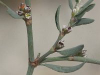 Polygonum oxyspermum ssp raii 1, Zandvarkensgras, Saxifraga-Peter Meininger