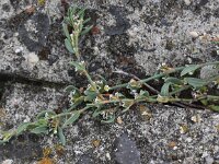 Polygonum oxyspermum ssp raii 3, Zandvarkensgras, Saxifraga-Peter Meininger