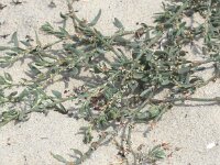 Polygonum oxyspermum ssp raii 4, Zandvarkensgras, Saxifraga-Peter Meininger