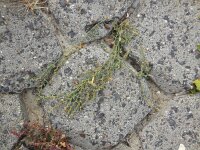 Polygonum oxyspermum ssp raii 5, Zandvarkensgras, Saxifraga-Ed Stikvoort