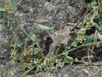 Polygonum oxyspermum ssp raii 7, Zandvarkensgras, Saxifraga-Ed Stikvoort