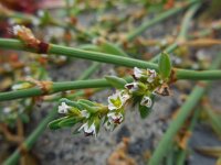 Polygonum oxyspermum ssp raii 9, Zandvarkensgras, Saxifraga-Ed Stikvoort